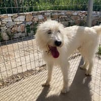 Charly - ein großer Wuschelbär, Hund zur Adoption