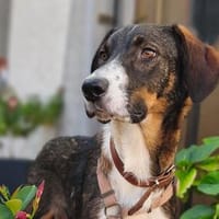 Yoko💕ein lieber Rüde, der zu Beginn etwas zurückhaltend ist, Hund zur Adoption