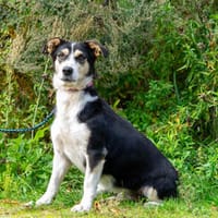 Marie, Hündin zur Adoption