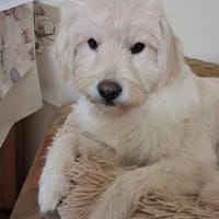 TOSHI, Hund zur Adoption