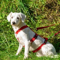 Rapunzel, Hündin zur Adoption