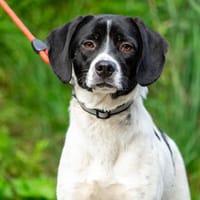 Bubu, Hund zur Adoption
