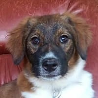 Ava💕junge, liebenswerte Hündin, Hündin zur Adoption