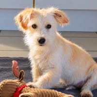 Ethan💕kleiner Schatz, Hund zur Adoption