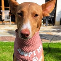 Jolanda will geliebt und umsorgt werden, Hündin zur Adoption