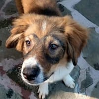 Honey💕Zuckermaus sucht ihre Familie, Hündin zur Adoption
