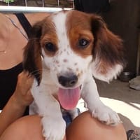 Liza- Freude auf kurzen Beinchen, Hündin zur Adoption