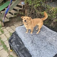 Sportliche Leni, Hündin zur Adoption