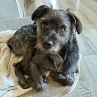 Bruno - ein Clown, der immer gute Laune verbreitet, Hund zur Adoption