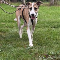Ryan aus 31195 Lamspringe sucht sein zu Hause, Hund zur Adoption