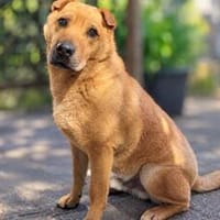 Wer schenkt Sven ein Zuhause?, Hund zur Adoption