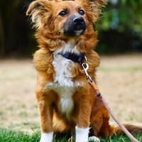Ronny  ein kleiner Kämpfer auf dem Weg ins Vertrauen, Hündin zur Adoption