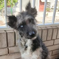 Agora1, freundlich, sucht ihr Zuhause - NEUIGKEITEN!!!, Hündin zur Adoption