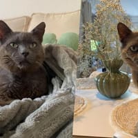 EDEN chez Camille Campos, chat à adopter
