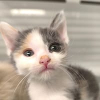 Anna, chatte à adopter