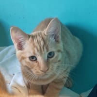ADORABLE, chat à adopter