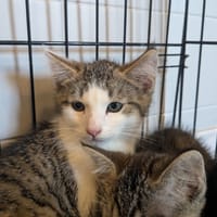 CHANDLER, chat à adopter