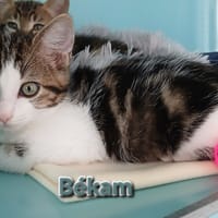 Békam, chat à adopter