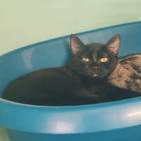 BAMBOU, chatte à adopter
