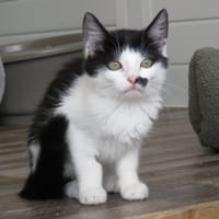BAHIA, chatte à adopter