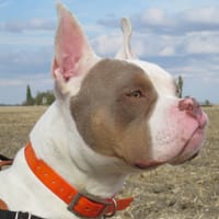 PABLO, chien à adopter