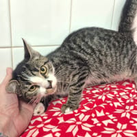 Chocapic, chat à adopter
