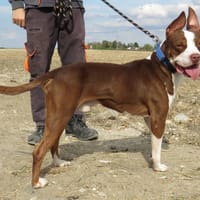 ATLAS, chien à adopter