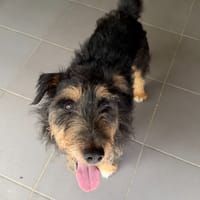 leon, chien à adopter