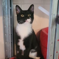 HERYNE, chatte à adopter