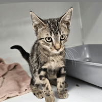 RIRI, chat à adopter
