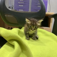 ADONIS, chat à adopter