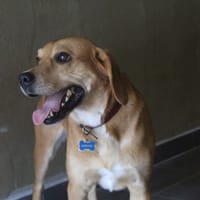 silver, chien à adopter