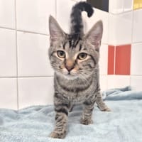 Pimousse, chat à adopter