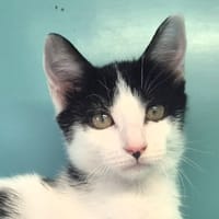 Jessie, chatte à adopter