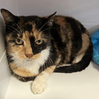 CANELLE, chatte à adopter