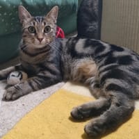 YARA, chatte à adopter