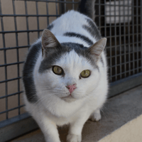 Mouchou, chat à adopter