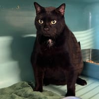 TOGO, chat à adopter