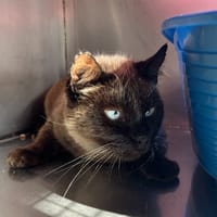 Gojo, chat à adopter