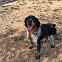 RENFORT, chien à adopter