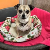 simon, chien à adopter