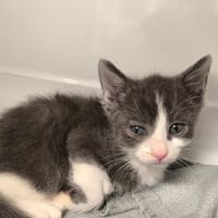 Aaron, chat à adopter