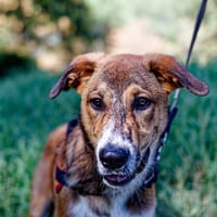 baïko, chien à adopter
