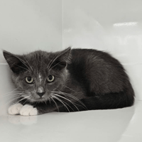PIPPER, chatte à adopter