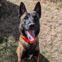 QINGDAO, chien à adopter