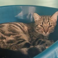 KINOTO, chatte à adopter