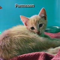 Parmesan, chat à adopter