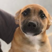 birdie, chienne à adopter