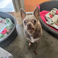 Samba, chien à adopter