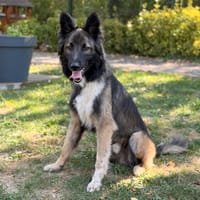 Andy CAA16097, chien à adopter